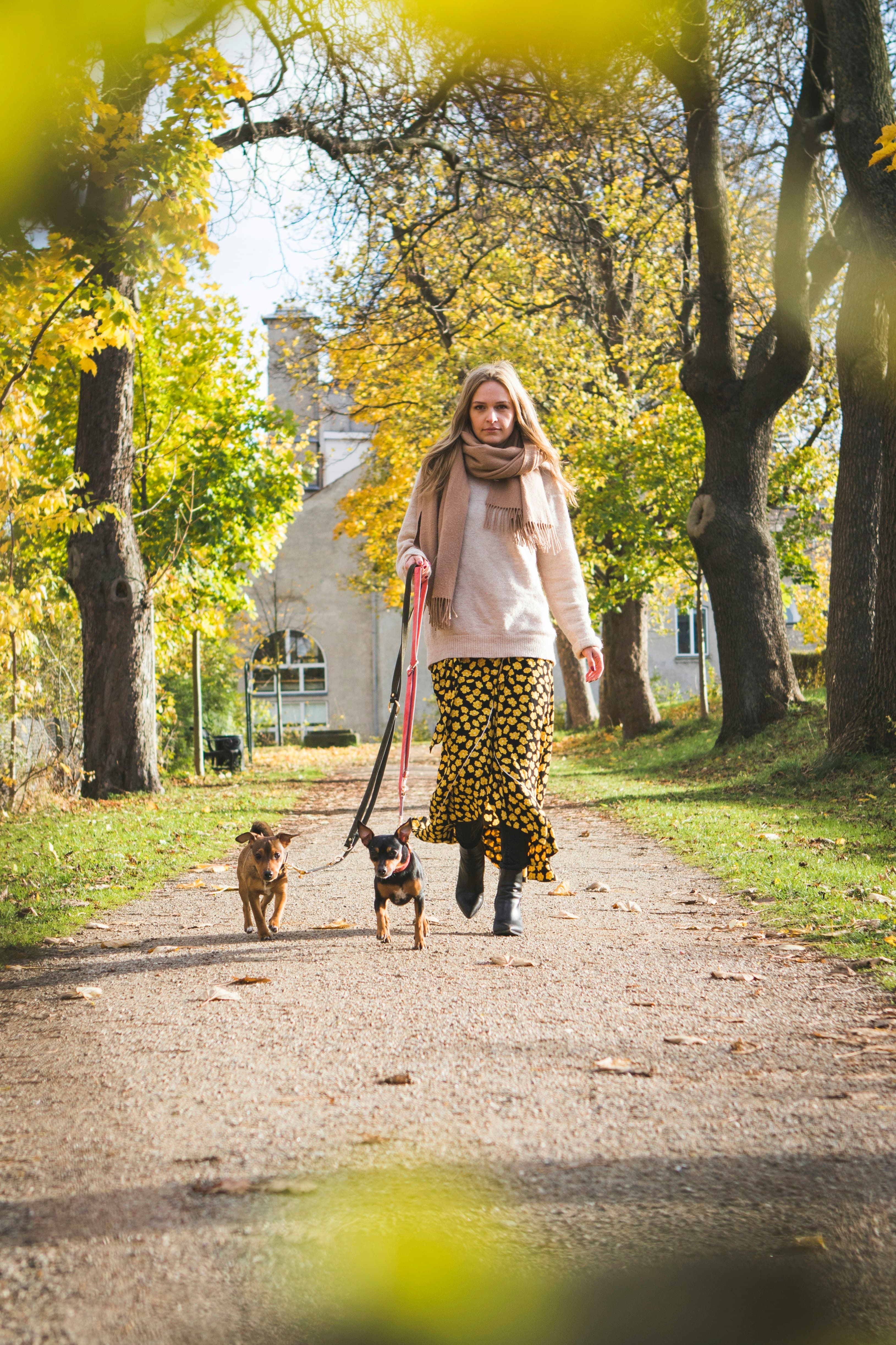 Woman walking with two dogs
