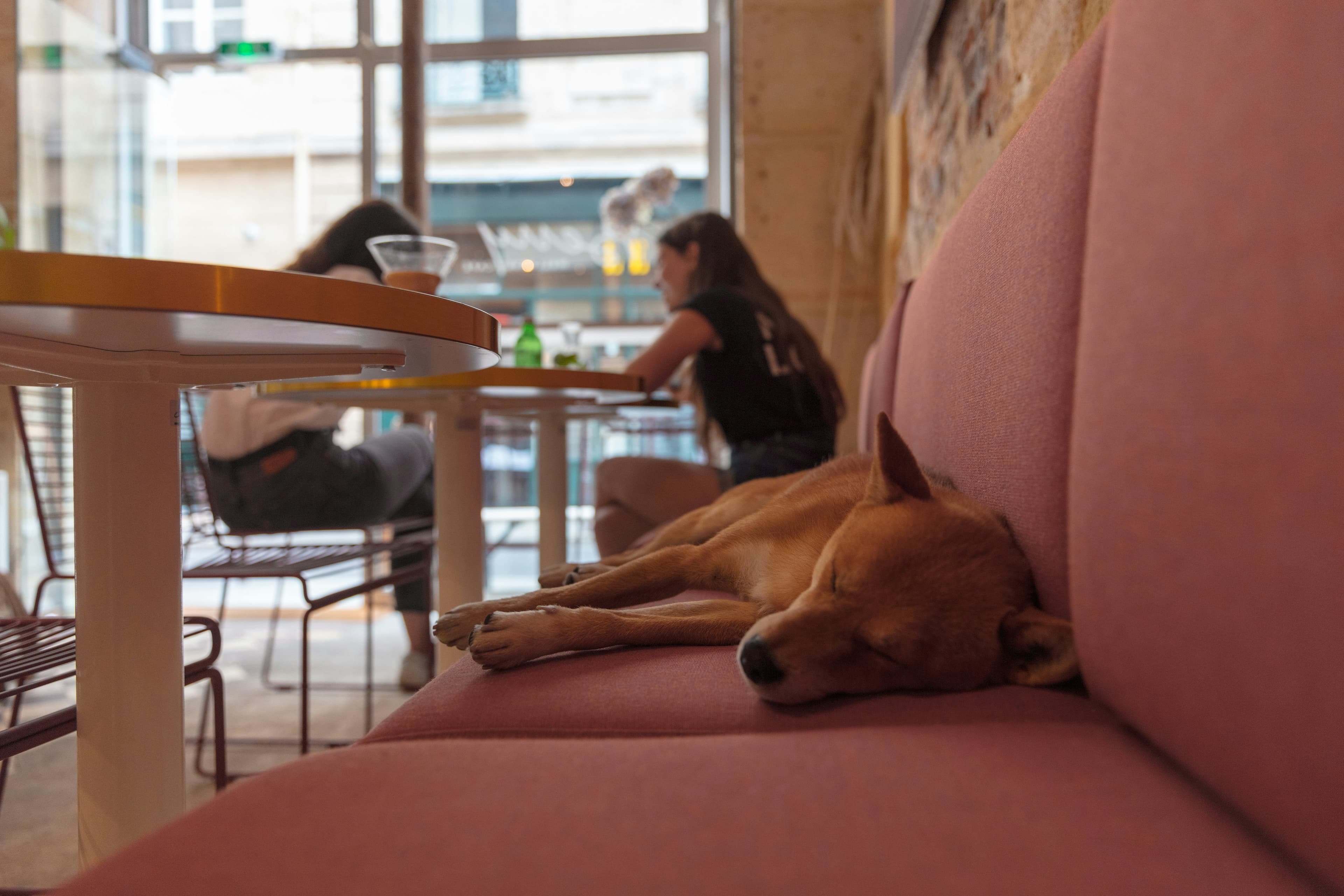 Dog lying on a sofa