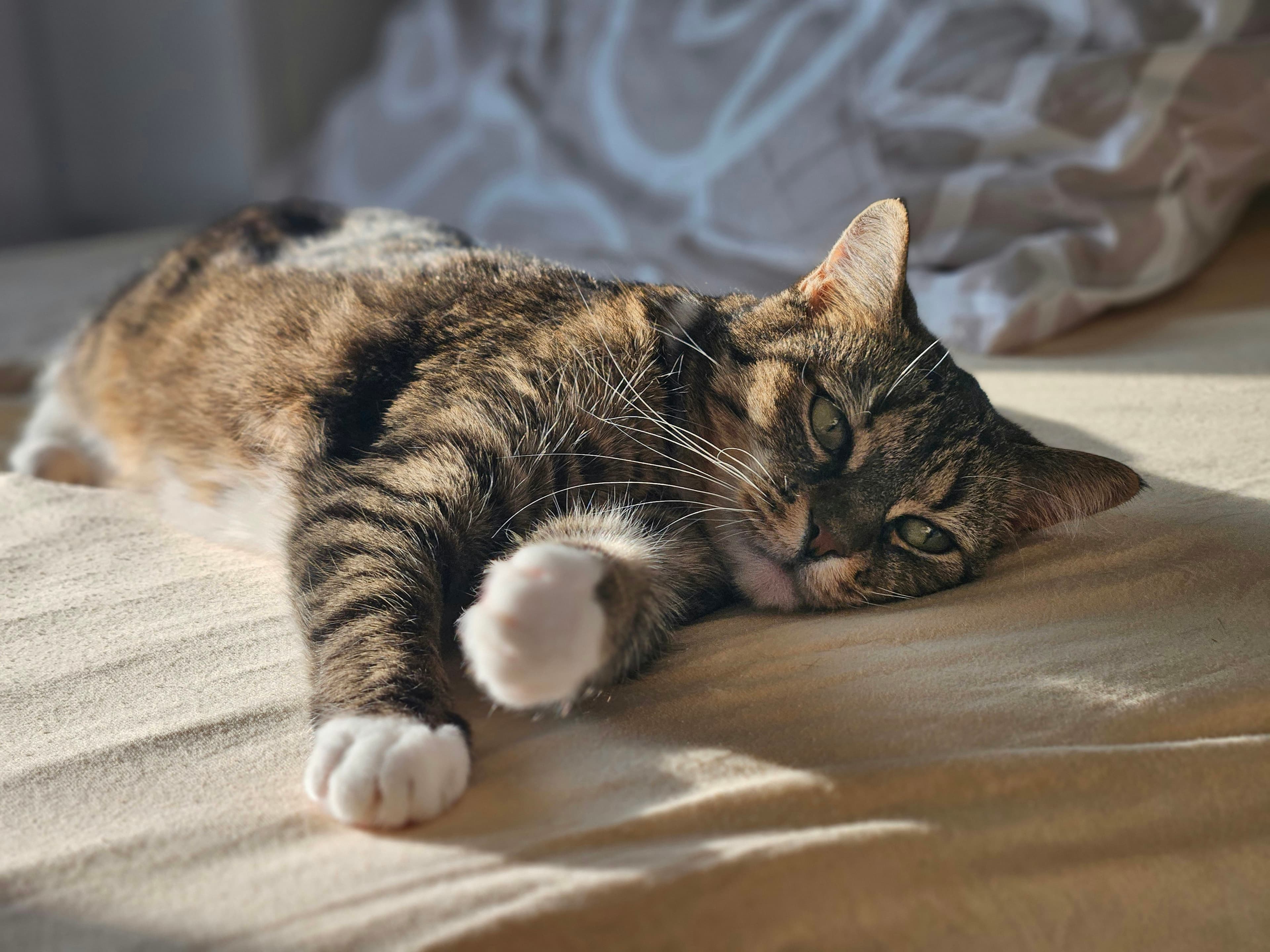Cat relaxing on a bed in the sunlight